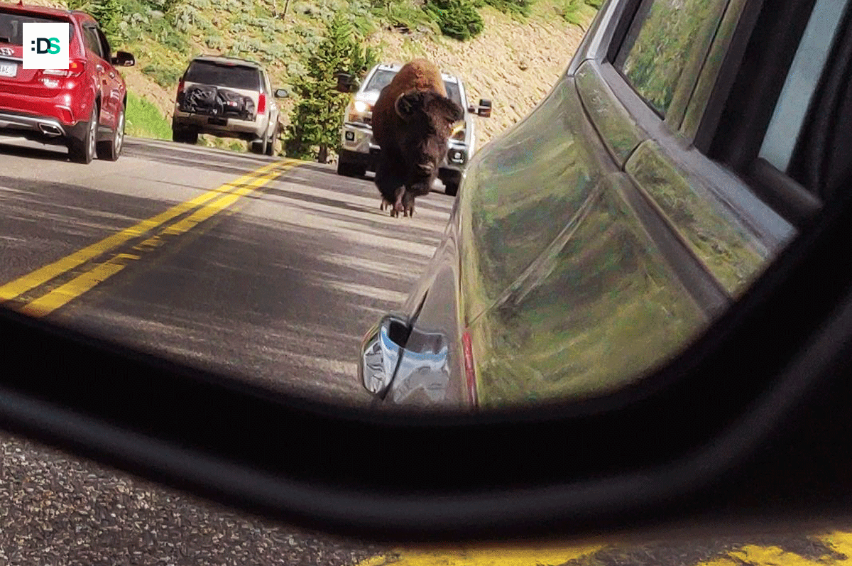 Un bisonte en la carretera...