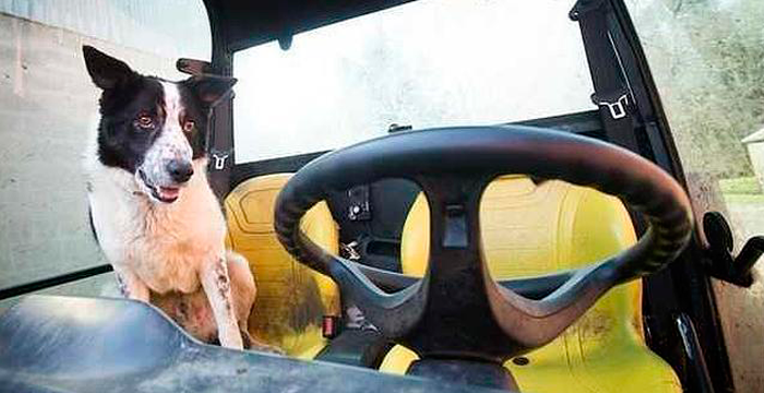 Un perro siembra el caos en una autopista de Escocia conduciendo un tractor