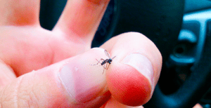 Mosquito tigre viajando como polizón en un coche, uno de los mayores riesgos dada la rápida propagación del insecto por nuestro país