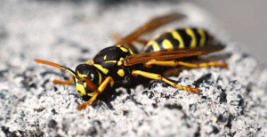 ¿Qué hacer si una avispa o una abeja se mete en el coche?